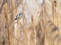 KatjaPohl_Natur_PB240035