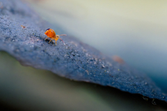 KatjaPohl_Natur_PC142576