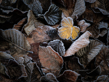 KatjaPohl_Natur_PC270053