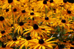 Marion_Uebbing_Natur_21b