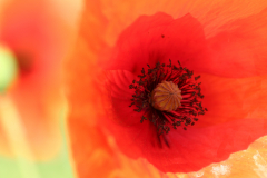 Marion_Uebbing_Natur_22a