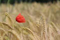 Marion_Uebbing_Natur_22b