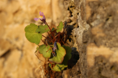 Marion_Uebbing_Natur_27b