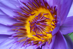 Marion_Uebbing_Natur_2a