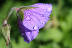 Marion_Uebbing_Natur_35b