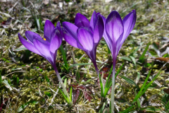 Marion_Uebbing_Natur_35c