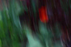 Marion_Uebbing_Natur_37a