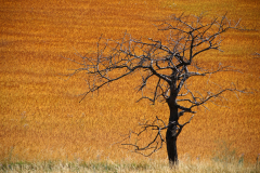 Marion_Uebbing_Natur_IMG_7720-1_web
