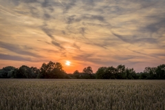 Kornfeld (Foto: Niklas Neubauer)