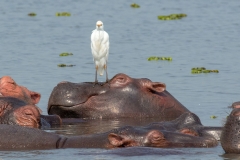 Afrika (Foto: Peter Schreyer)