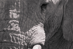 Afrika (Foto: Peter Schreyer)