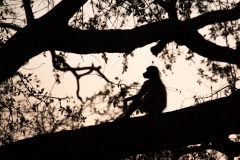 Afrika (Foto: Peter Schreyer)