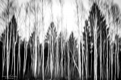 Ghost Forest (Foto: Sandra Ilmberger)