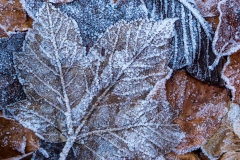 Frozen (Foto: Sandra Ilmberger)