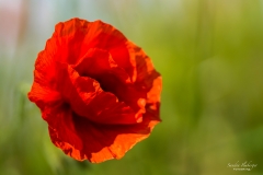 Klatschmohn (Foto: Sandra Ilmberger)