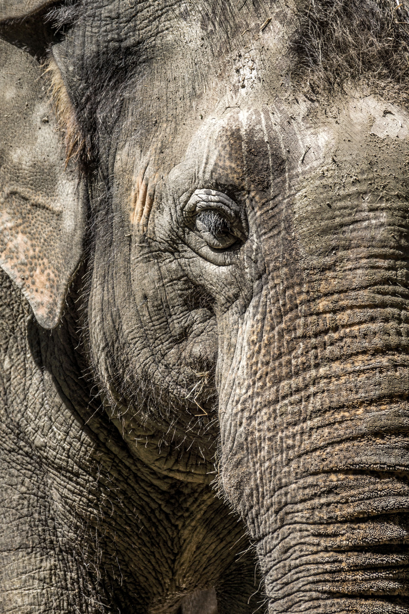 Asiatischer Elefant (Foto: Sandra Ilmberger)
