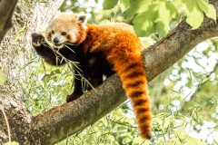 Kleiner Panda (Foto: Andy Ilmberger)