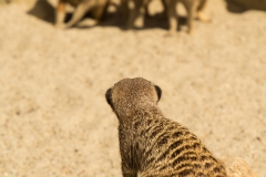 Erdmännchen (Foto: Birgit Kindsmüller)