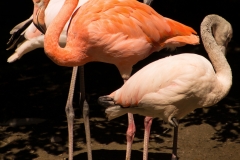 Flamingos (Foto: Birgit Kindsmüller)