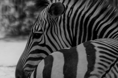 Zebra (Foto: Gisela Moutschka)