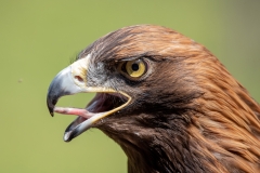 Steinadler (Foto: Klaus Rühling)