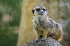Erdmännchen (Foto: Sandra Ilmberger)
