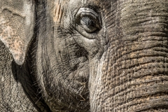 Asiatischer Elefant (Foto: Sandra Ilmberger)