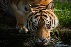 Sibirischer Tiger (Foto: Thomas Hirschmann)