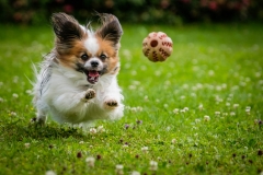Spielender Hund von Birgit Rilk