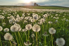 Pusteblumenwiese von Hubert Blockinger