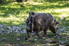 Schweinerei von Johannes Schlandt