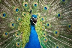 Pfau von Peter Schreyer