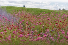 Blumenwiese von Pia Mihailowitsch