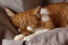 Schafende Katze von Alois Komenda