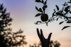 Etwas fruchtig Gesundes auf der Hand  von Andreas Ochsenkühn