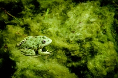 Ein Frosch von Birgit Rilk