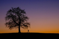 Münsinger Eiche im Sonnenuntergang von Birgit Rilk