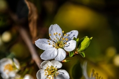 Frühlingsblüte von Fabian Maximilian Ibelherr