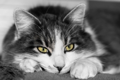 Stubentiger von Gisela Moutschka