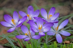 Krokusblüten von Karlheinz Steinberger