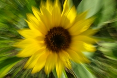 Sonnenblume von Steffi Linke