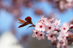 Kirschblüten von Tanja Schulte