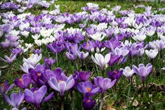 Frühlingswiese von Tanja Schulte