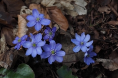 Lederblümchen von Ute Sauer
