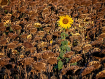 Impressionen aus Umbrien von Rainer Kiefer
