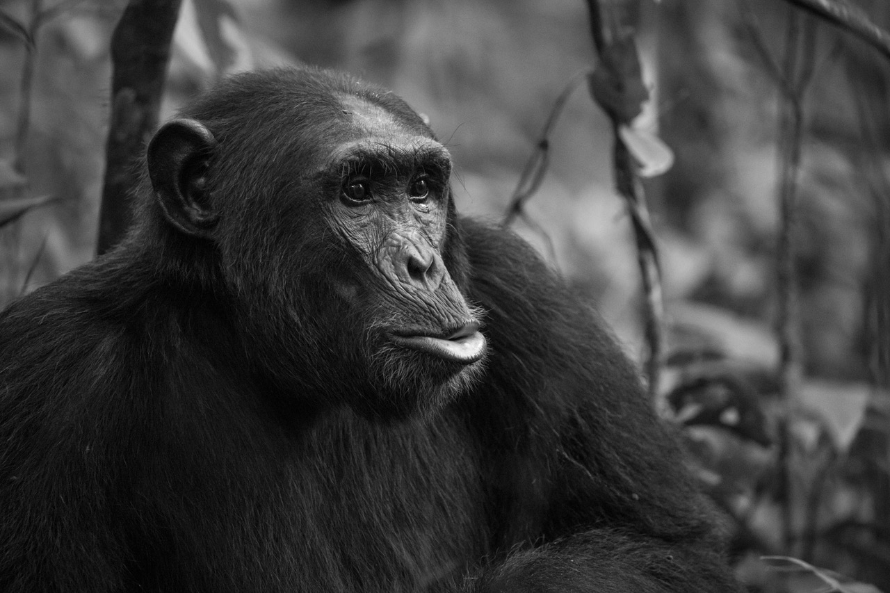 Schimpanse in freier Wildbahn in Uganda (Foto: Peter Schreyer)
