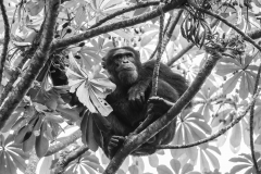 Schimpanse in freier Wildbahn in Uganda (Foto: Peter Schreyer)
