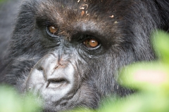 Berg-Gorilla in den Virunga-Bergen in Ruanda (Foto: Peter Schreyer)