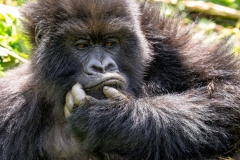 Berg-Gorilla in den Virunga-Bergen in Ruanda (Foto: Peter Schreyer)