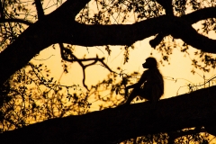 Schimpanse in freier Wildbahn in Uganda (Foto: Peter Schreyer)